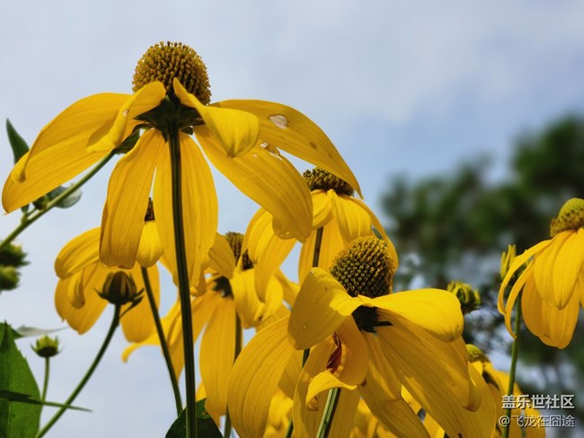 #歡樂時(shí)光——花之語