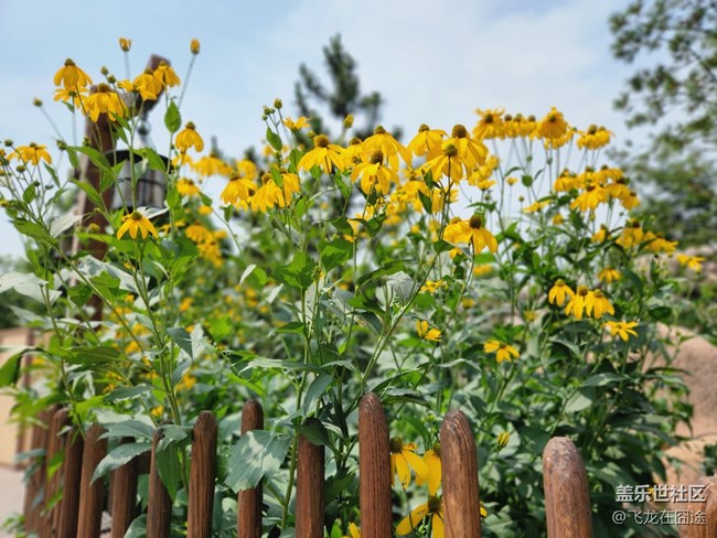 #歡樂時(shí)光——花之語