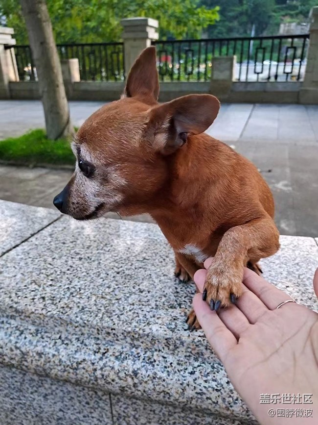 【我的毛孩子】兩個(gè)狗