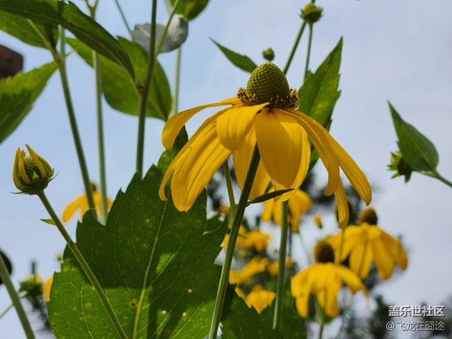 #歡樂時(shí)光——花之語