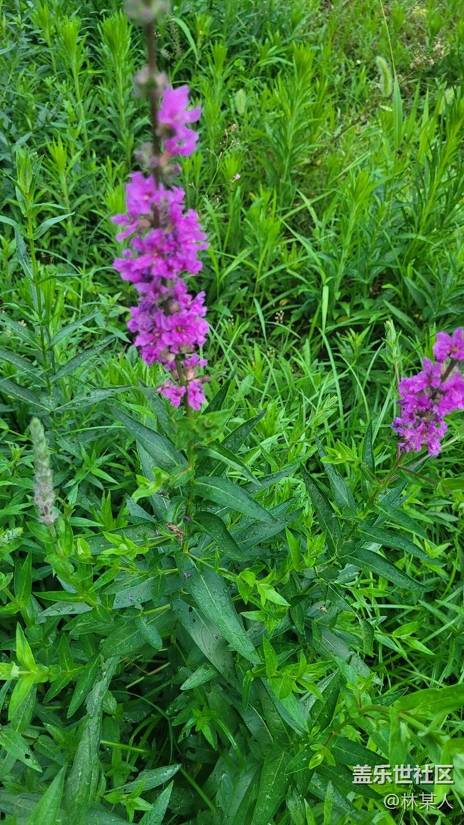 【我拍了拍夏天】千屈菜