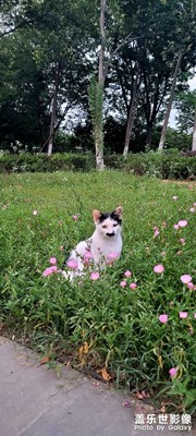 花叢里的貓????????