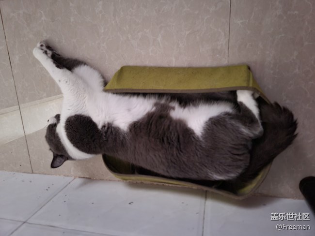 【我的毛孩子】小床貓