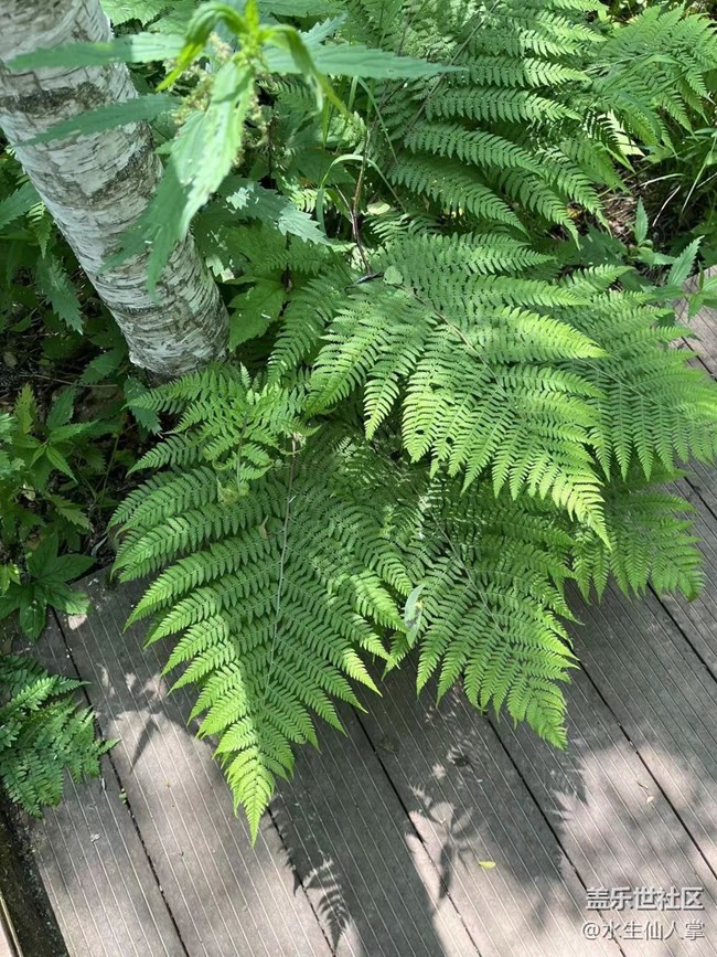 【金龍山徒步】——與樹(shù)握手，與草私語(yǔ)