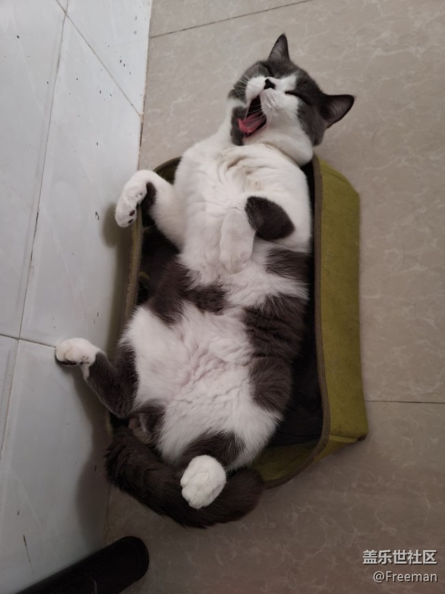 【我的毛孩子】小床貓