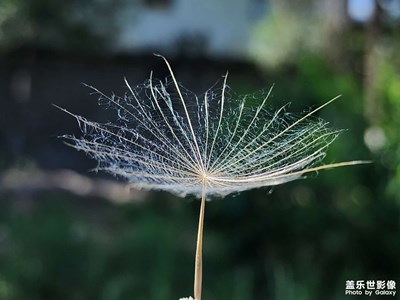 【鏡頭里的夏天】蒲公英的夏天