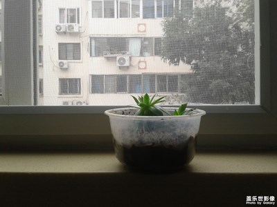 移植的多肉已經(jīng)成活