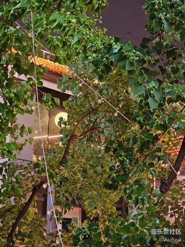 【S23 定格我的夜】曇華林