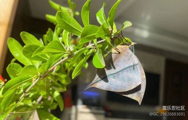 【我的毛孩子】蝴蝶