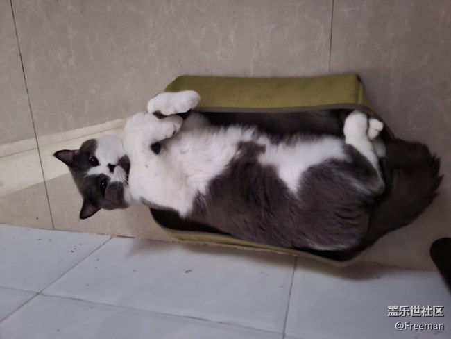 【我的毛孩子】小床貓