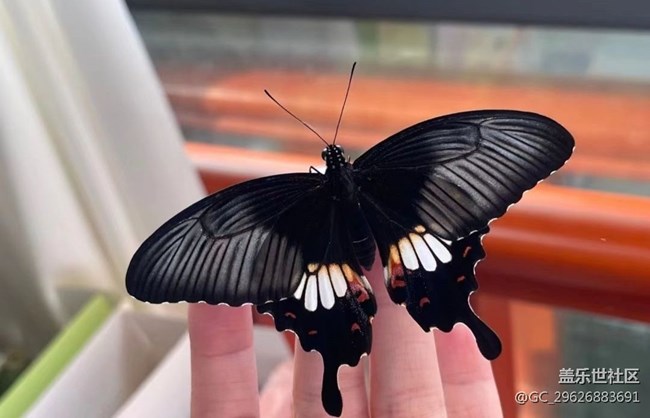 【我的毛孩子】蝴蝶