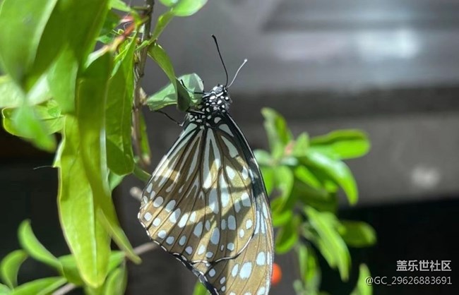 【我的毛孩子】蝴蝶