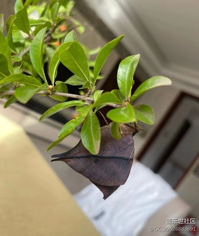 【我的毛孩子】蝴蝶