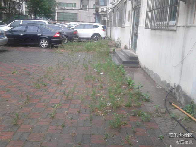 感嘆野草的生命力