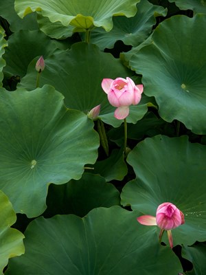 Galaxy S23 Ultra 遇見夏荷