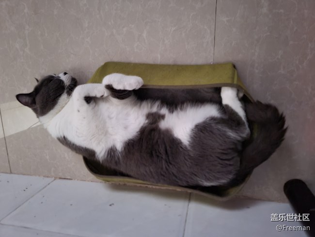 【我的毛孩子】小床貓