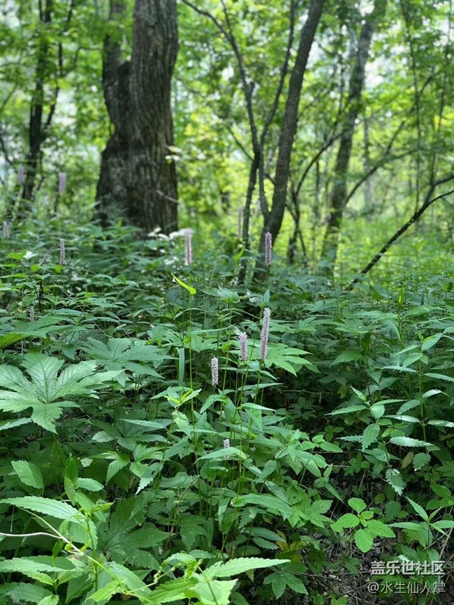 【金龍山徒步】——與樹(shù)握手，與草私語(yǔ)