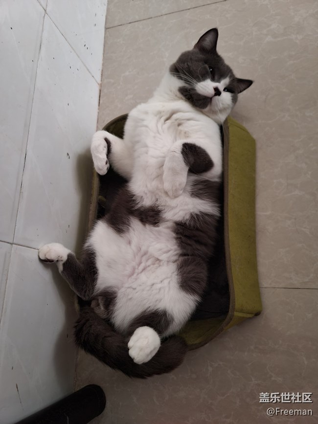 【我的毛孩子】小床貓