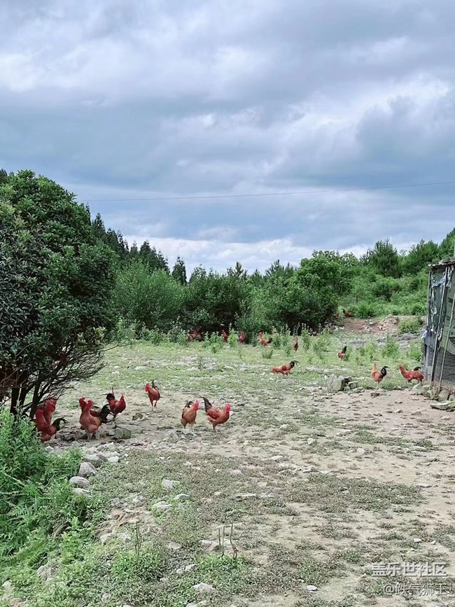 【我的毛孩子】養(yǎng)殖場