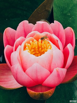 【鏡頭里的夏天】+賞荷