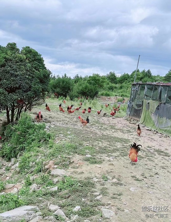 【我的毛孩子】養(yǎng)殖場