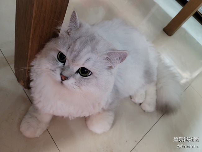 【我的毛孩子】貪吃巨獸