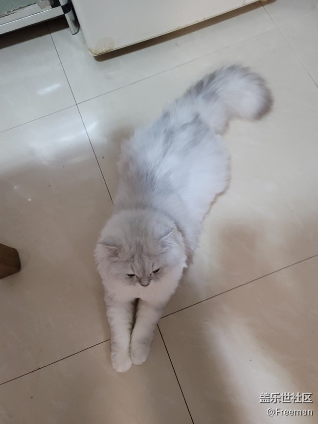 【我的毛孩子】貪吃巨獸