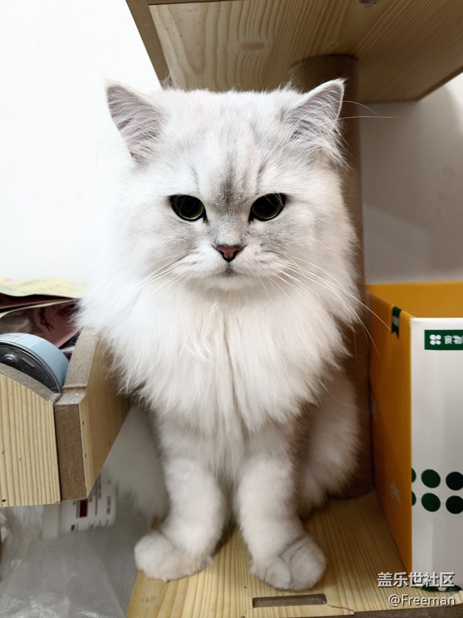 【我的毛孩子】貪吃巨獸