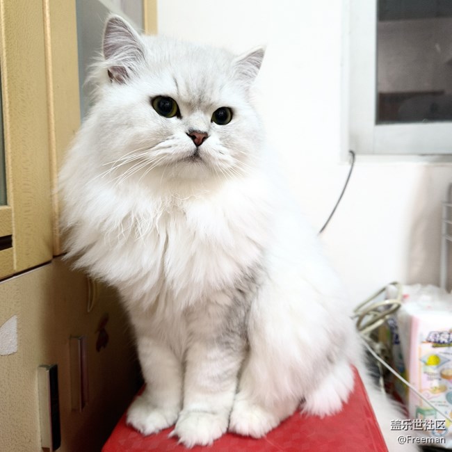 【我的毛孩子】貪吃巨獸