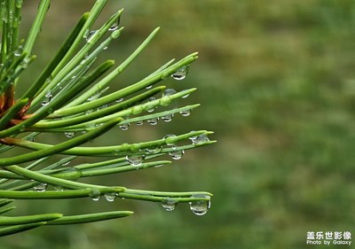 【不期而遇的美好】葉雨