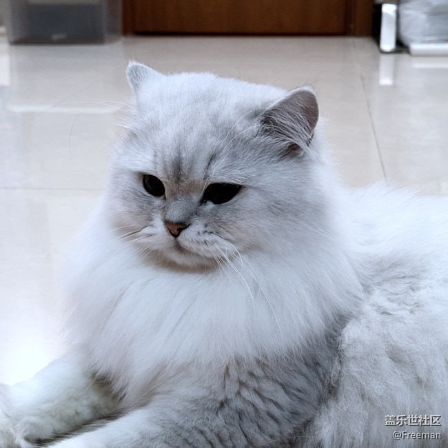 【我的毛孩子】貪吃巨獸