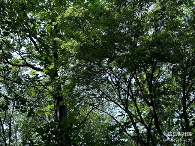 【金龍山徒步】+綠葉叢中一抹紅