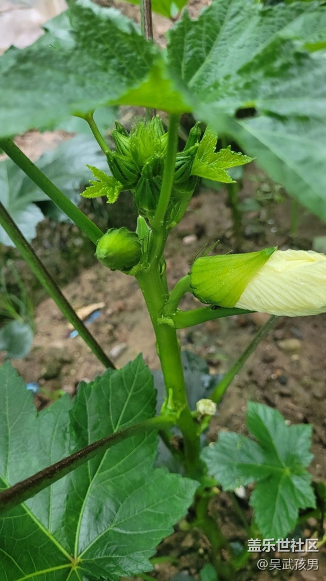 【夏日色彩】秋葵