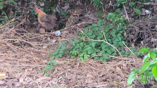 【我的毛孩子】母雞帶小雞