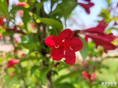 【鏡頭里的夏天】+鮮紅的花