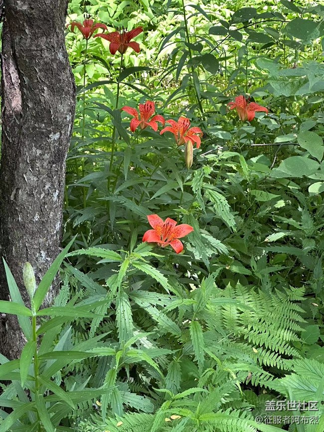 【金龍山徒步】+綠葉叢中一抹紅
