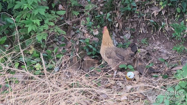 【我的毛孩子】母雞帶小雞