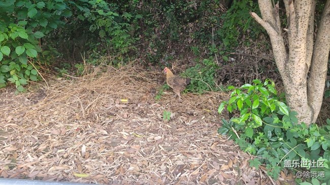 【我的毛孩子】母雞帶小雞