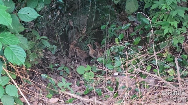 【我的毛孩子】母雞帶小雞