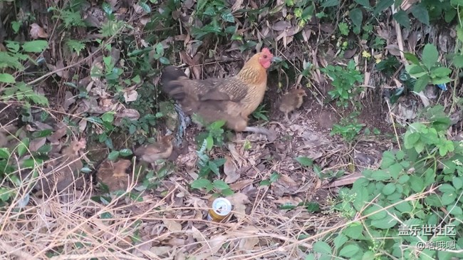 【我的毛孩子】母雞帶小雞