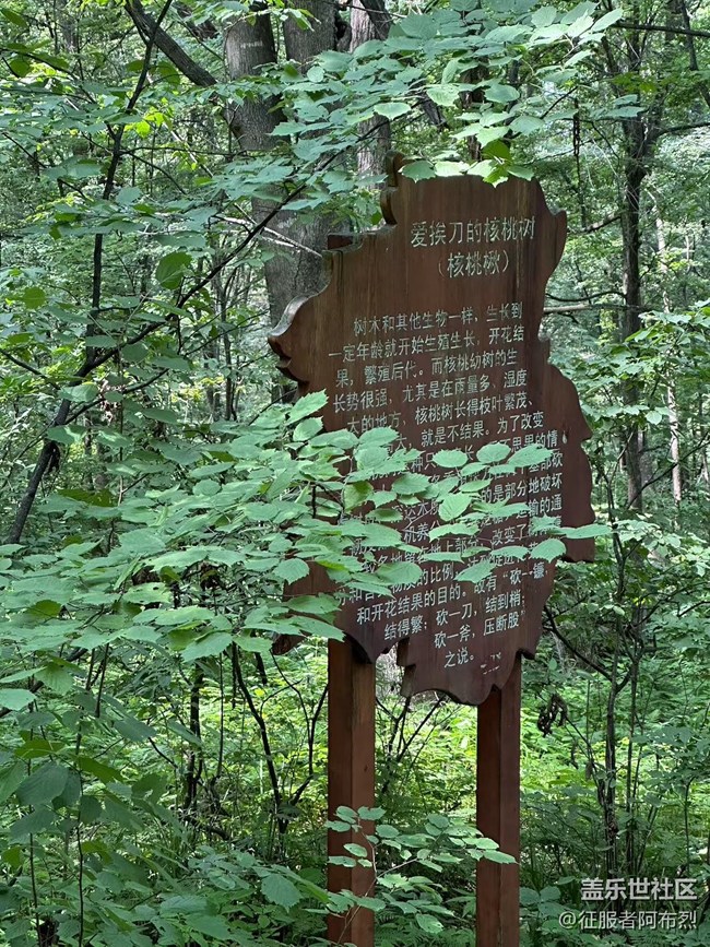 【金龍山徒步】+綠葉叢中一抹紅