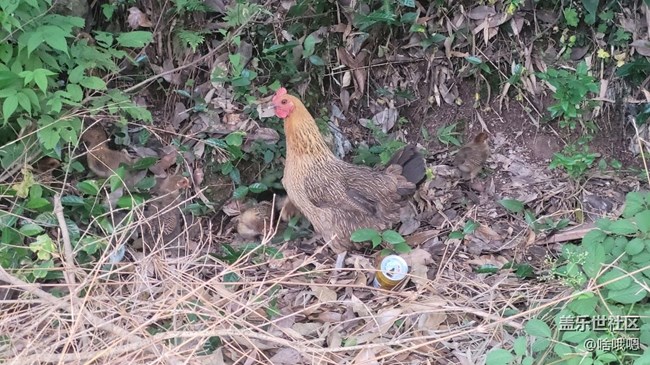 【我的毛孩子】母雞帶小雞