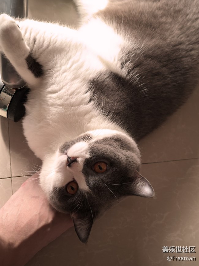 【我的毛孩子】深沉的貓子