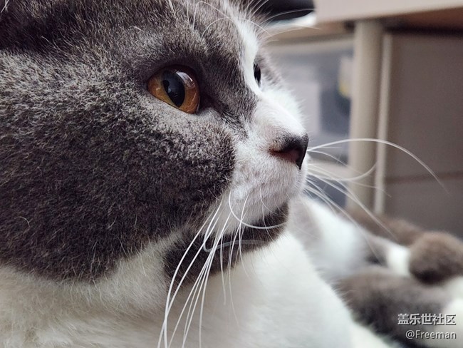 【我的毛孩子】深沉的貓子
