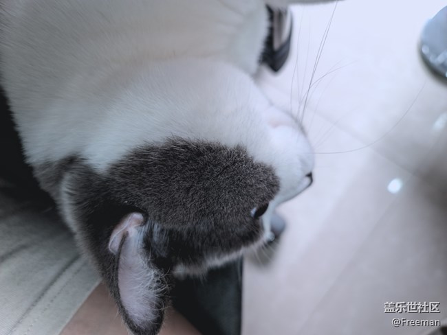 【我的毛孩子】深沉的貓子