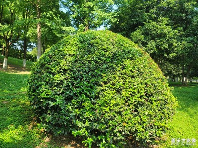 【鏡頭里的夏天】+夏日風景