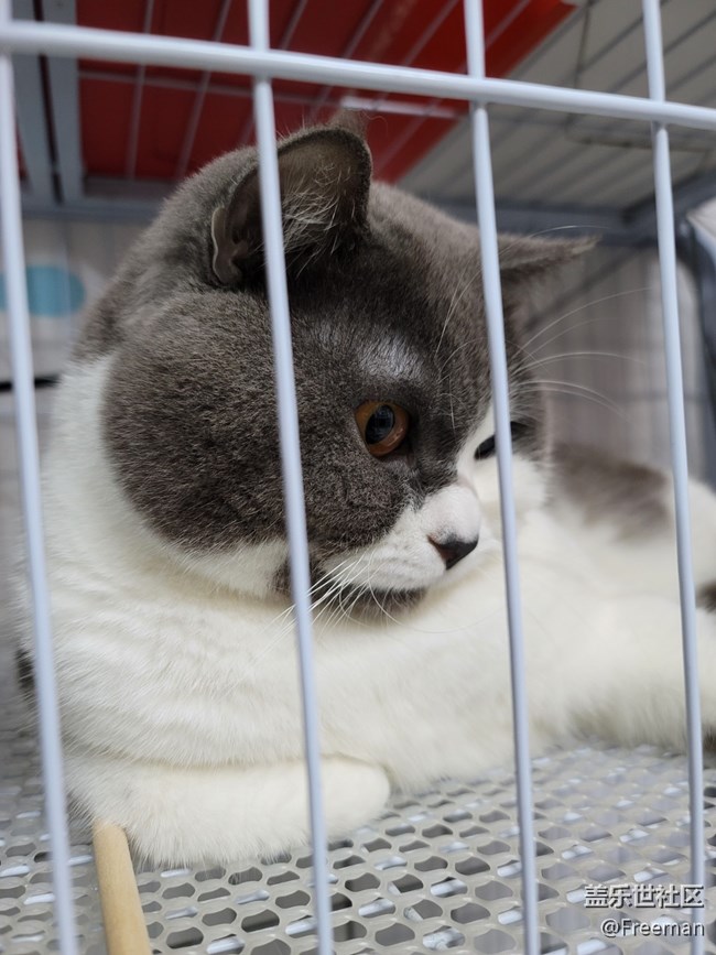 【我的毛孩子】深沉的貓子