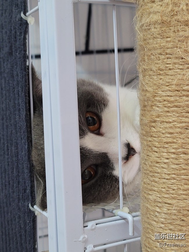 【我的毛孩子】深沉的貓子