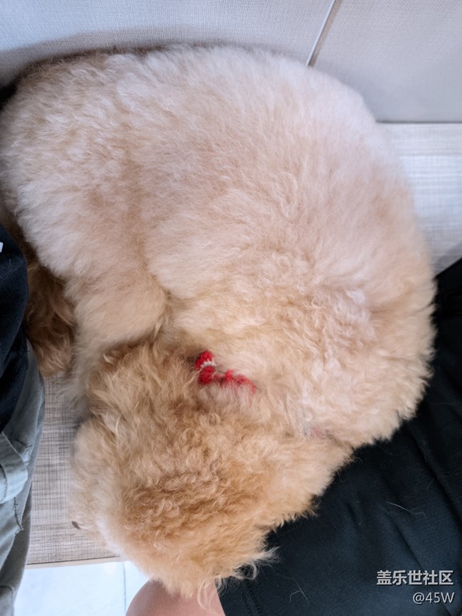 【我的毛孩子】修狗學(xué)堂模范生