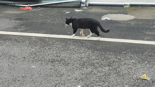 【我的毛孩子】野貓